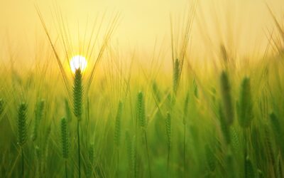 Conférence Sébastien Abis : Sécurité alimentaire, climat et souveraineté 04/11/26